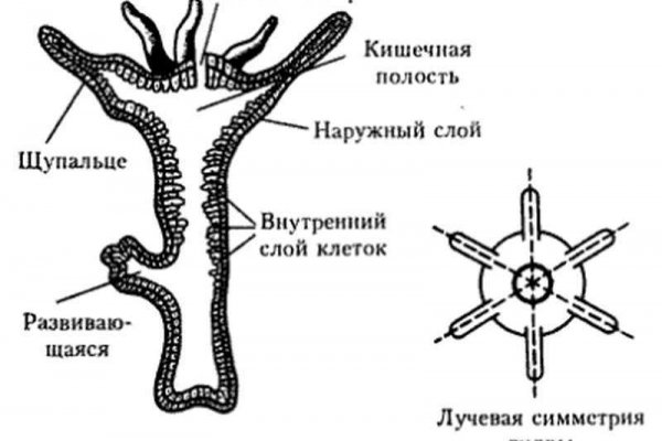 Площадка кракен kraken clear com