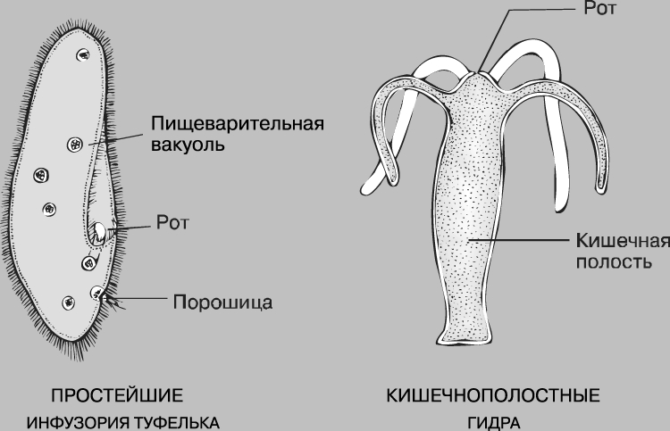 Что продает маркетплейс кракен